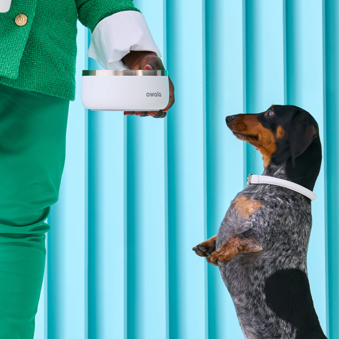 Owala Stainless Steel Pet Bowl Assorted Sizes and Colours