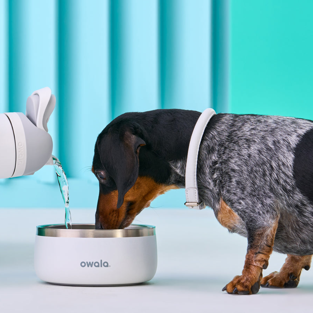 Owala Stainless Steel Pet Bowl Assorted Sizes and Colours